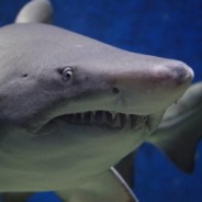 Learn About Sharks With These Interesting Facts