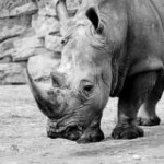 How Much Do You Know About The White Rhino?