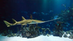 Shark in Aquarium