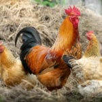 7 Things You Didn’t Know About Chickens