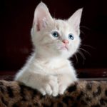 Amazing Facts About Cats