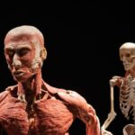 Unusual and Fascinating Facts About the Human Body