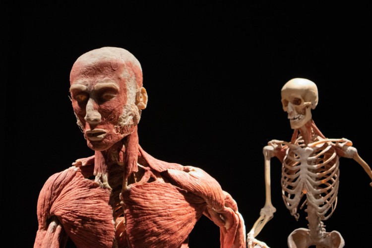 How Many Bones Are in the Human Body, And Other Fascinating Facts About  Skeletons